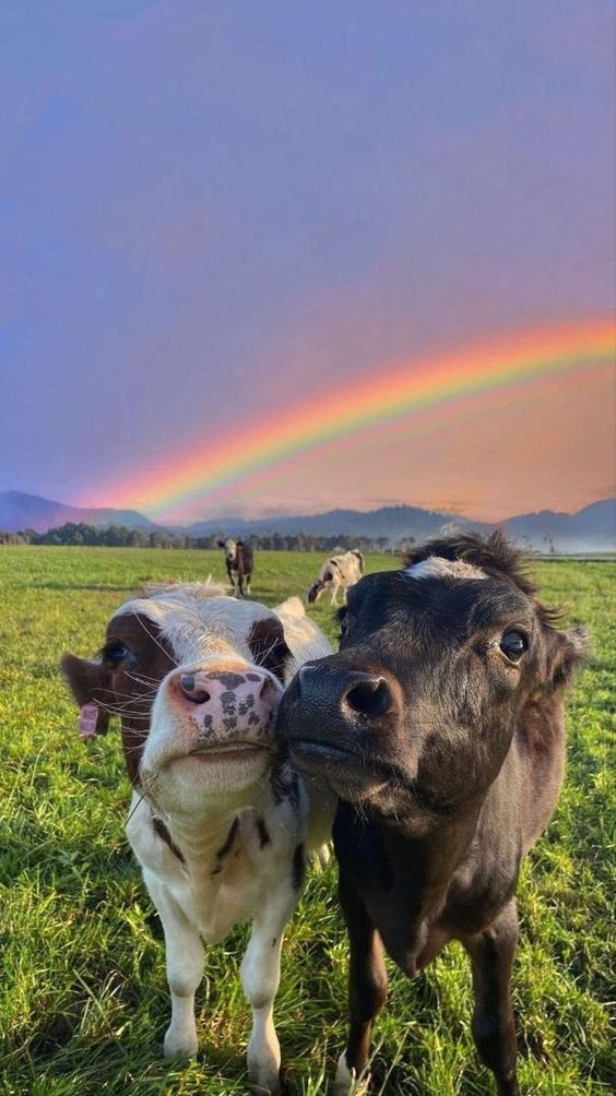 cows harmony