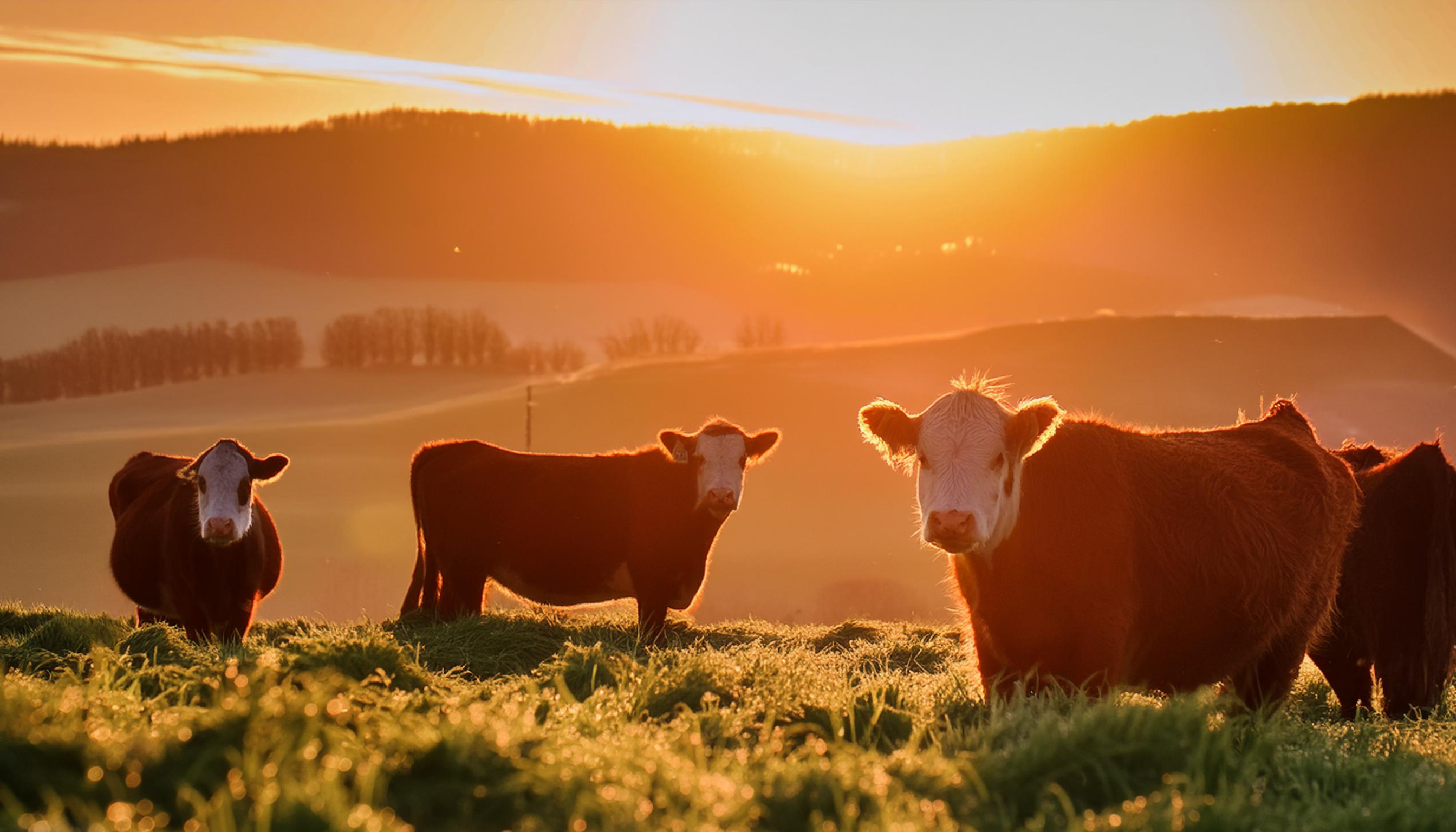 harmony cows